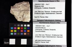 Foto (Objket + Etiketten) von Goniodromites sp. 